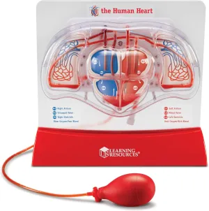 Learning Resources Pumping Heart Model - 1 Piece, Grades 3  | Ages 8  Educational Science Kit, Science Education Supplies, Science Teaching Supplies,Back to School Supplies,Teacher Supplies